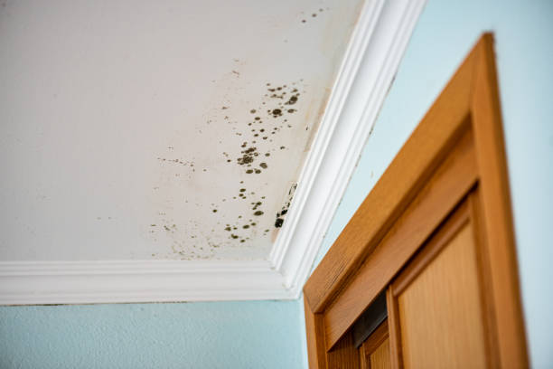 Best Basement Mold Remediation in Wetumpka, AL