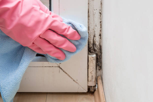 Best Black Mold Remediation in Wetumpka, AL