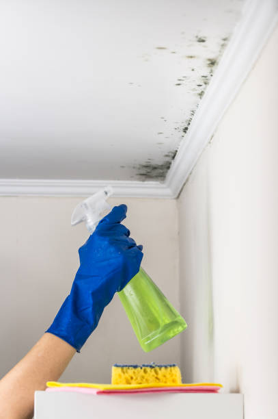 Best Commercial Mold Remediation in Wetumpka, AL